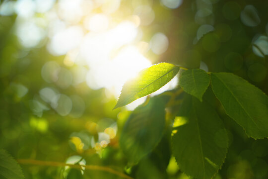 Sunlight filters through green leaves in a serene forest setting during early morning hours