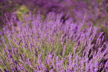 Vibrant lavender field in full bloom under bright sunlight during summer season