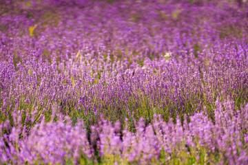 Obraz premium Lavender fields in bloom during summer showcasing vibrant purple flowers