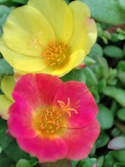 Portulaca umbraticola. Verdolaga ornamental. Flor de seda.