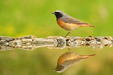 Common redstart Phoenicurus phoenicurus bird songbird wildlife nature predator cock o the north, beautiful animal mountain finch, animal, bird watching ornithology, flower bud fauna wildlife Europe