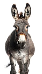 A gray donkey with a brown bridle faces directly forward against a pure white background.