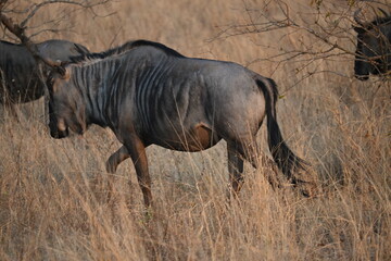 wildebeest in africa
