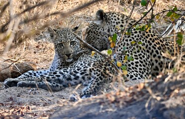 leopard on the ground