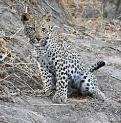 Leopard cub