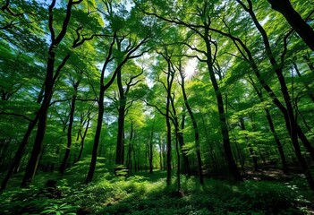 Emerald canopy, sun-dappled forest floor, vibrant undergrowth,  nature,  vibrant colors