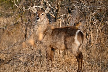 water buck in the field