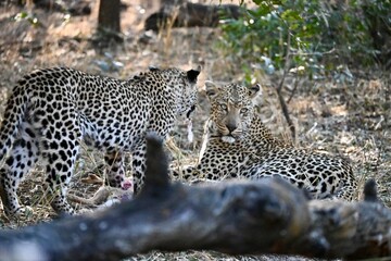 close up of leopard