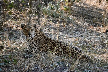leopard on the ground