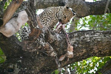 leopard in tree