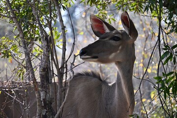 female kudu portrait