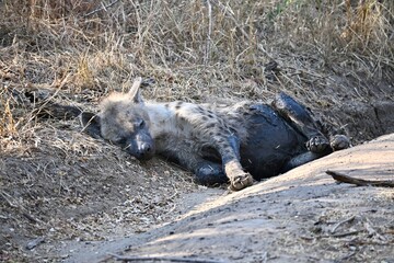 hyena sleeping on the ground