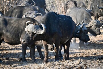 cape buffalo in africa