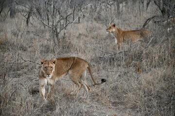 lions in the wild