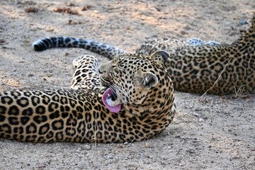 leopard cleaning