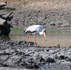white stork hunting frogs in africa