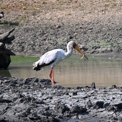 white stork hunting frogs in africa