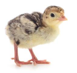 Turkey chick isolated on white background closeup