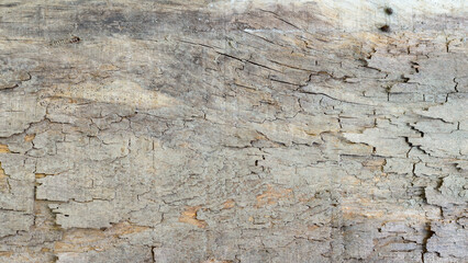 Old cracked wood texture damaged by insects closeup background