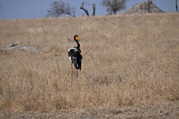 saddle-billed stork in the field