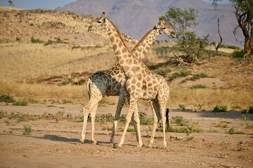 giraffe in the wild