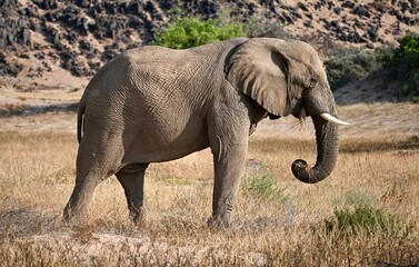 elephant in the wild