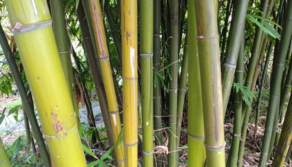 Obraz premium Tall Green Bamboo Stalks in Asian Garden for Premium Plant Object and Natural Concept