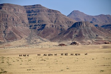 elephants in the wild