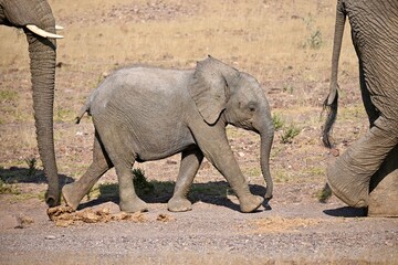 baby elephant walking