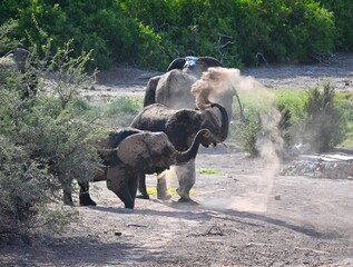 elephants in the wild