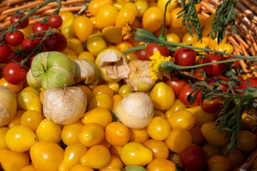 Heirloom Cherry Tomatoes and Fresh Tomatillos in Harvest Basket