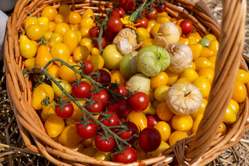 Heirloom Cherry Tomatoes and Fresh Tomatillos in Harvest Basket