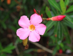Obraz premium Close-up of a pink flower in a garden