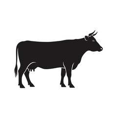 black and white cow