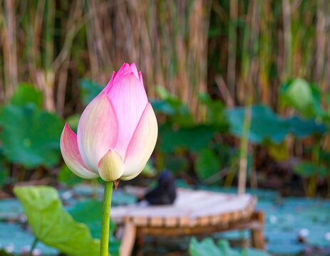 Close-up of a pink lotus flower bud