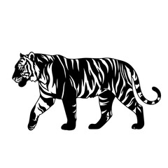 tiger on white background