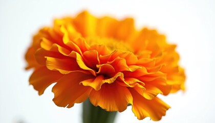 Close up of vibrant orange marigold flower petals detailed texture. Natural bloom isolated on white background. Bright, fresh, organic plant blossom in macro view.