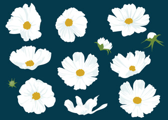 White Cosmos various 