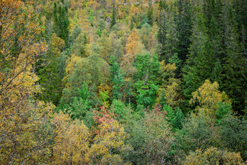 Mountain tree in autumn, Fulufjallets national park in northwestern Dalarna.