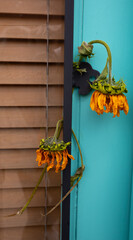 two dried out sunflowers hanging on a door knob drying vertical image with shutters behind a glass door on one side and a turquoise wall on the other shot in an urban area of Santa Fe New Mexico USA