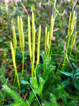 Close-up of Lycopodium annotinum (stiff clubmoss) with light green spore-bearing shoots rising from the forest floor, surrounded by moss and woodland textures.