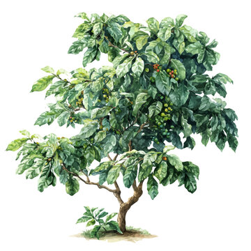 Watercolor vector illustration of Coffee Tree, isolated on white background.