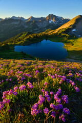 Vibrant alpine meadow with purple flowers and a serene mountain lake
