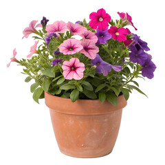 Vibrant Pink and Purple Petunias in a Terracotta Pot on Black Background flower plant
