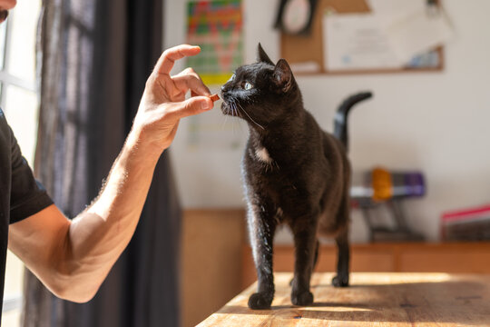 a human hand feeds a snack to a black cat by the window