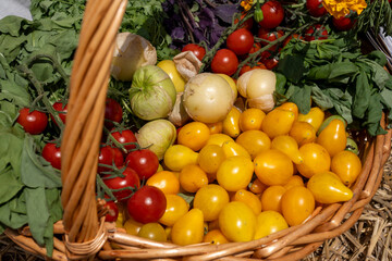 Assorted Heirloom and Cherry Tomatoes with Fresh Herbs in a Wicker Basket