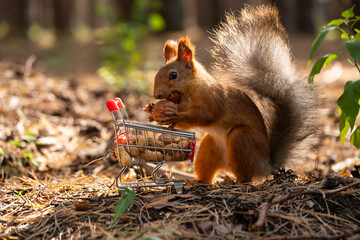 Squirrel in forest took walnut out shopping cart. © freeman83