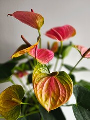 Detailed closeup of exotic anthurium flowers showing vivid yellow, pink, and green hues with spadix texture. Tropical houseplant beauty in vibrant colors.