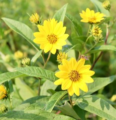 A close view of the yellow wildflowers in the field.