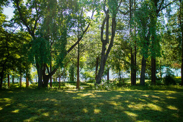 Beautiful scenery on Nami Island, woods and light and shadow